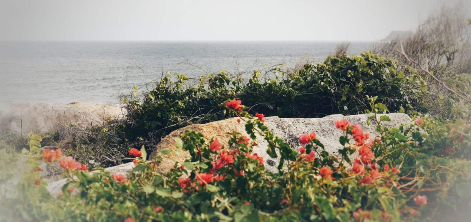Flowers by the Ocean