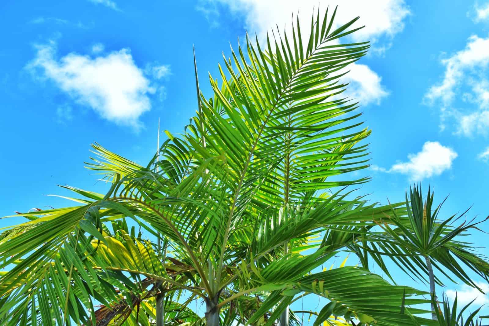 Palm Fronds