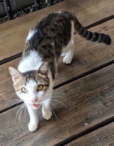 Local Stray in Tortola