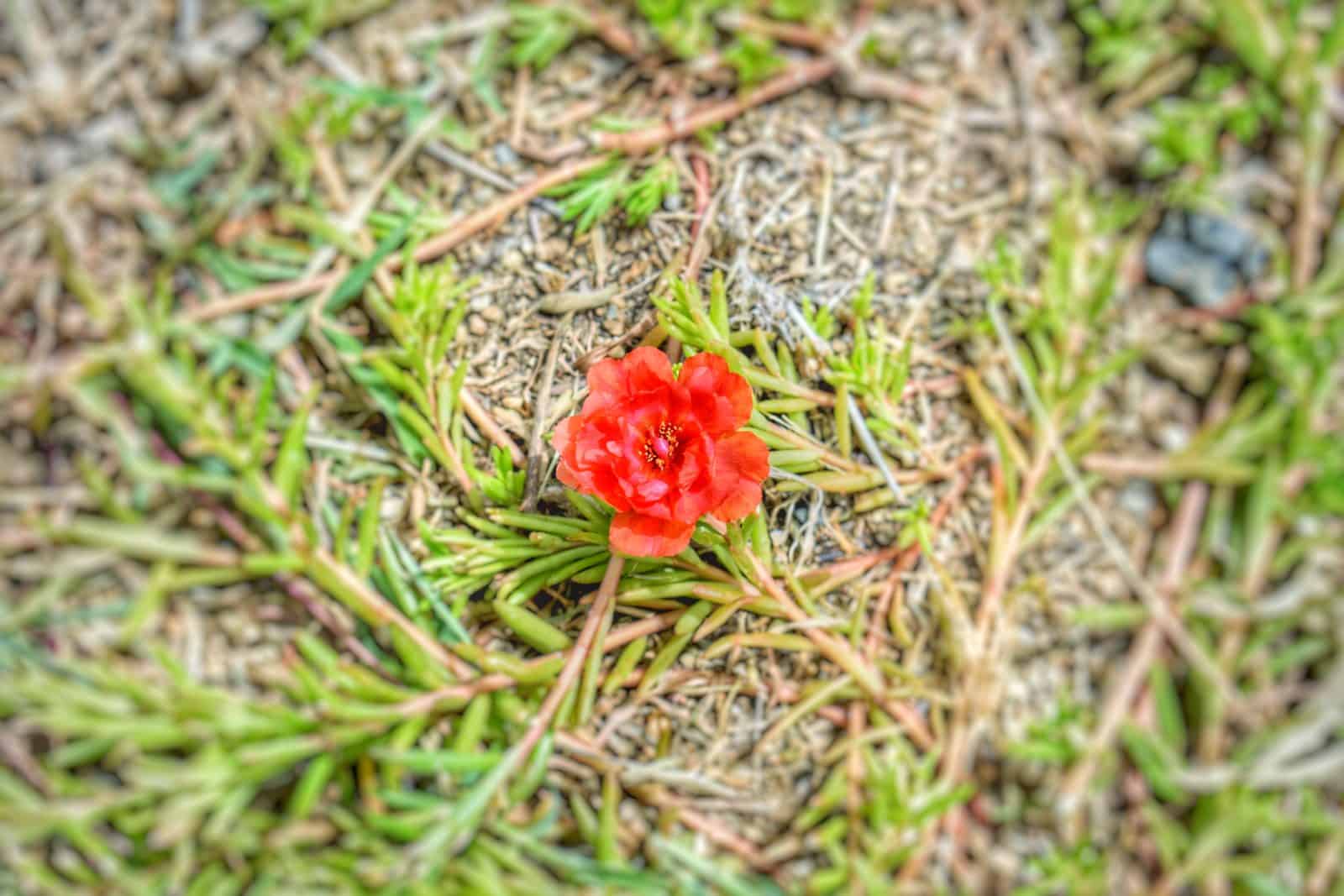 Lone Flower