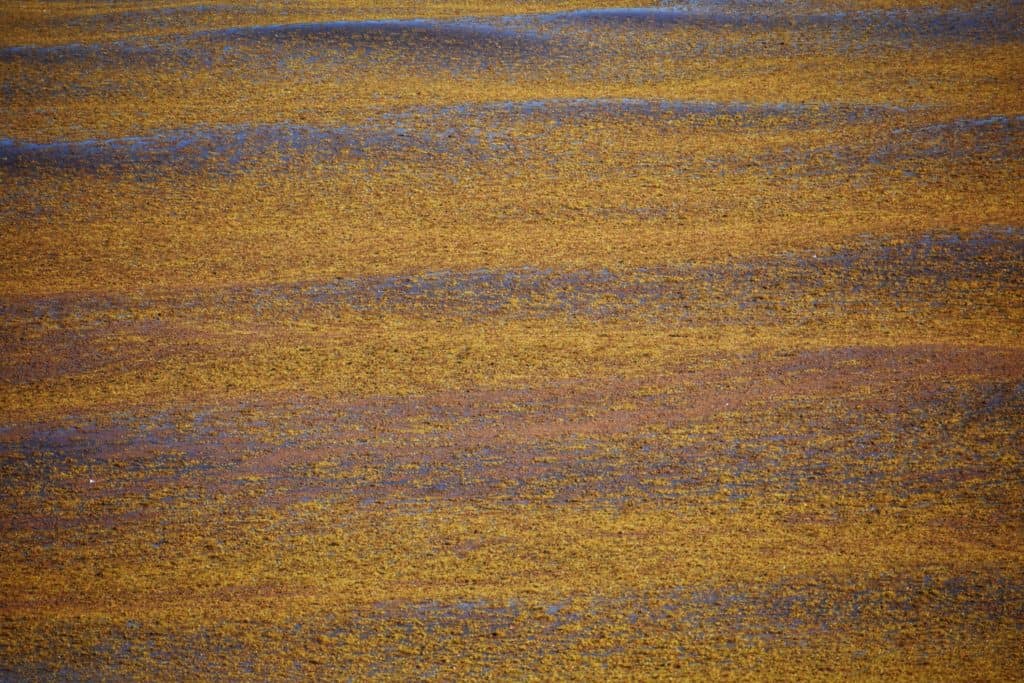 Sargassum Sea