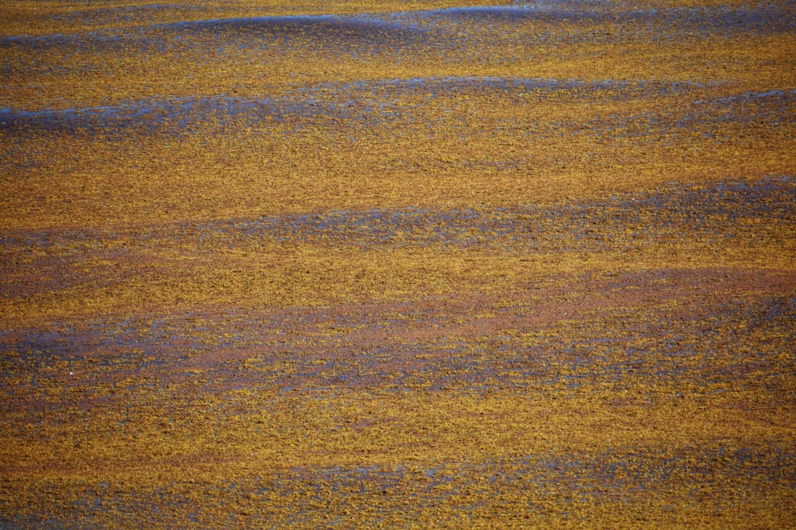 Sargassum Sea