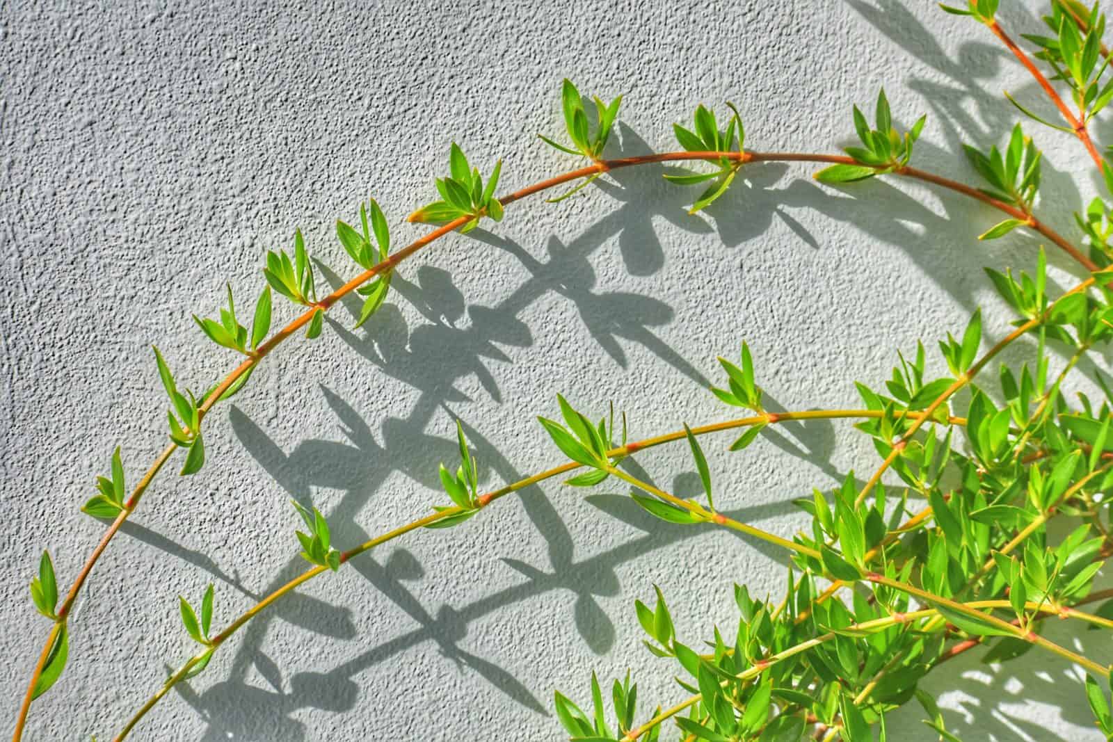 Shadows and Life