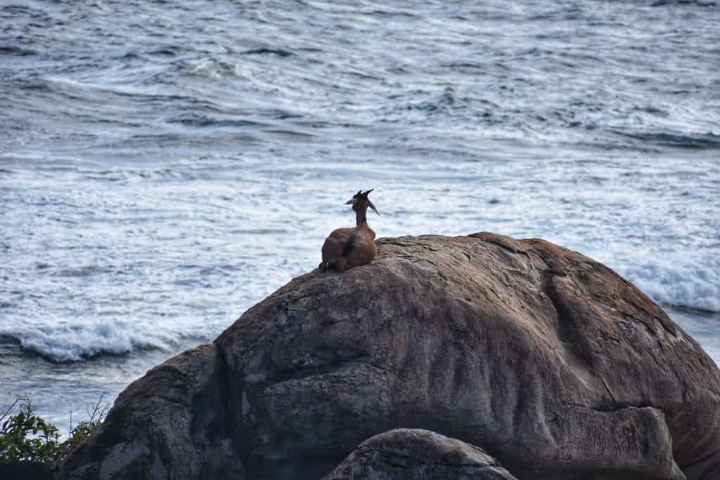 Goat on a Rock